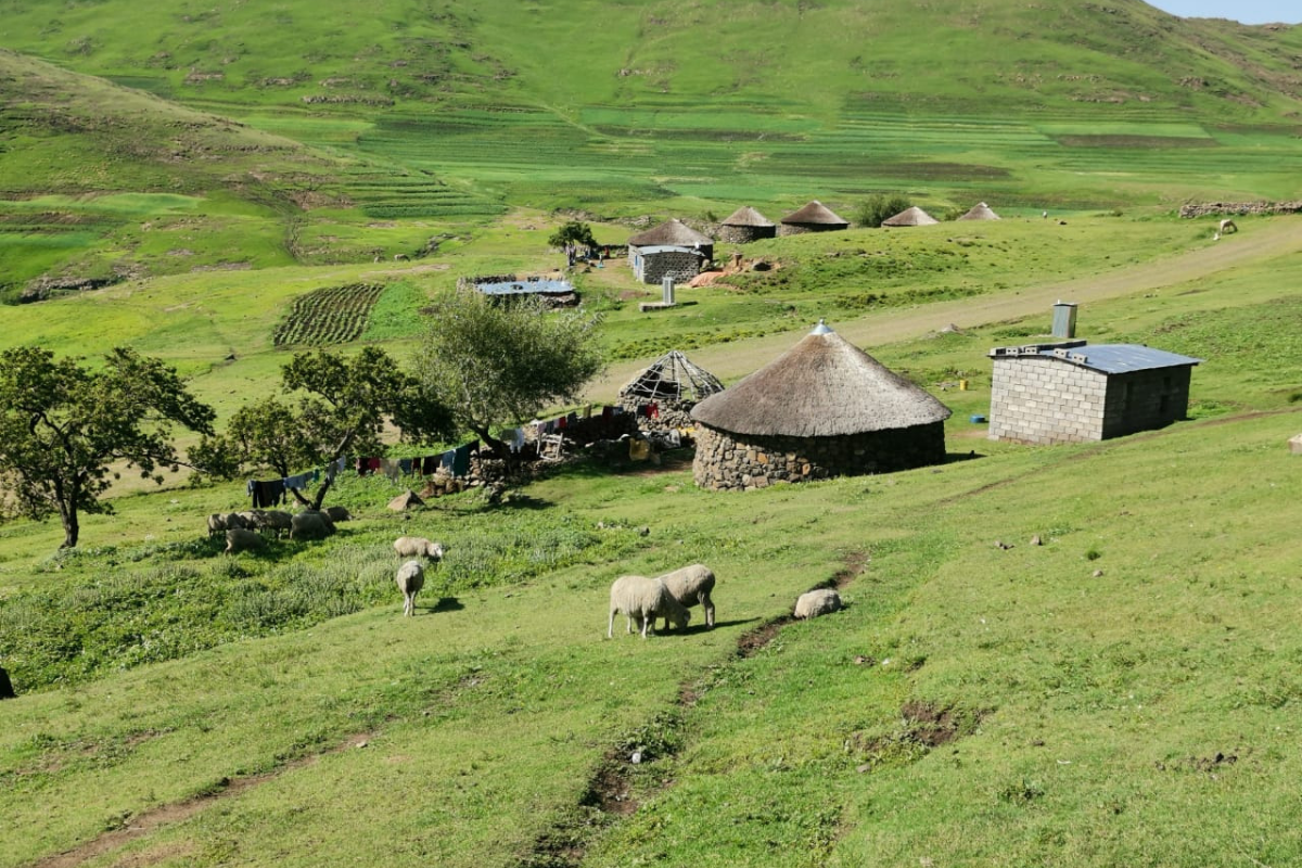 Lesotho Rejoices over Bibles! Harvesters Ministries. Feb 2020 Featured Image