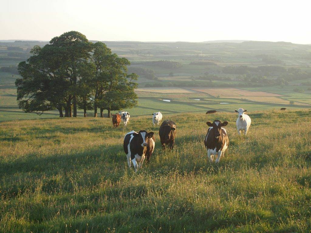 Cows in field 