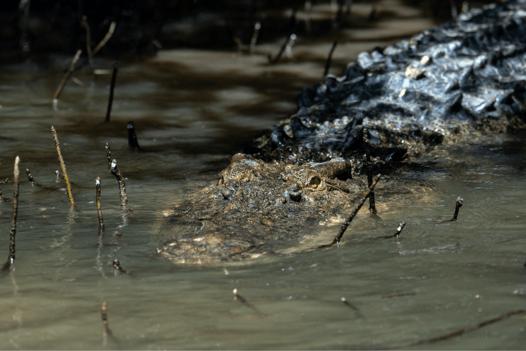 Crocodile in the water