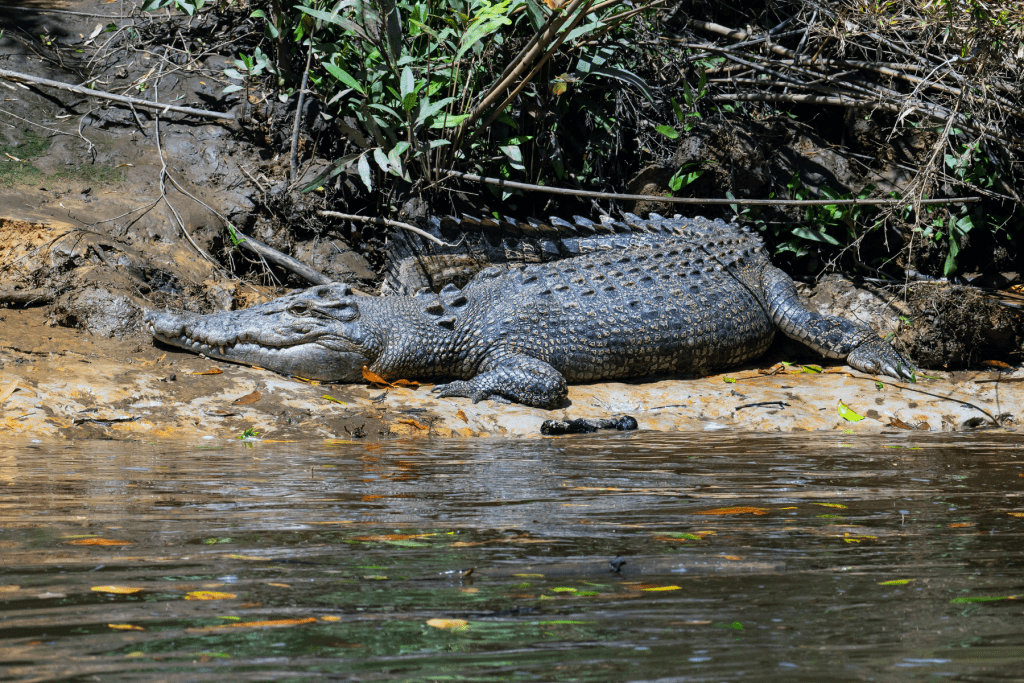 Crocodile on the river bank.