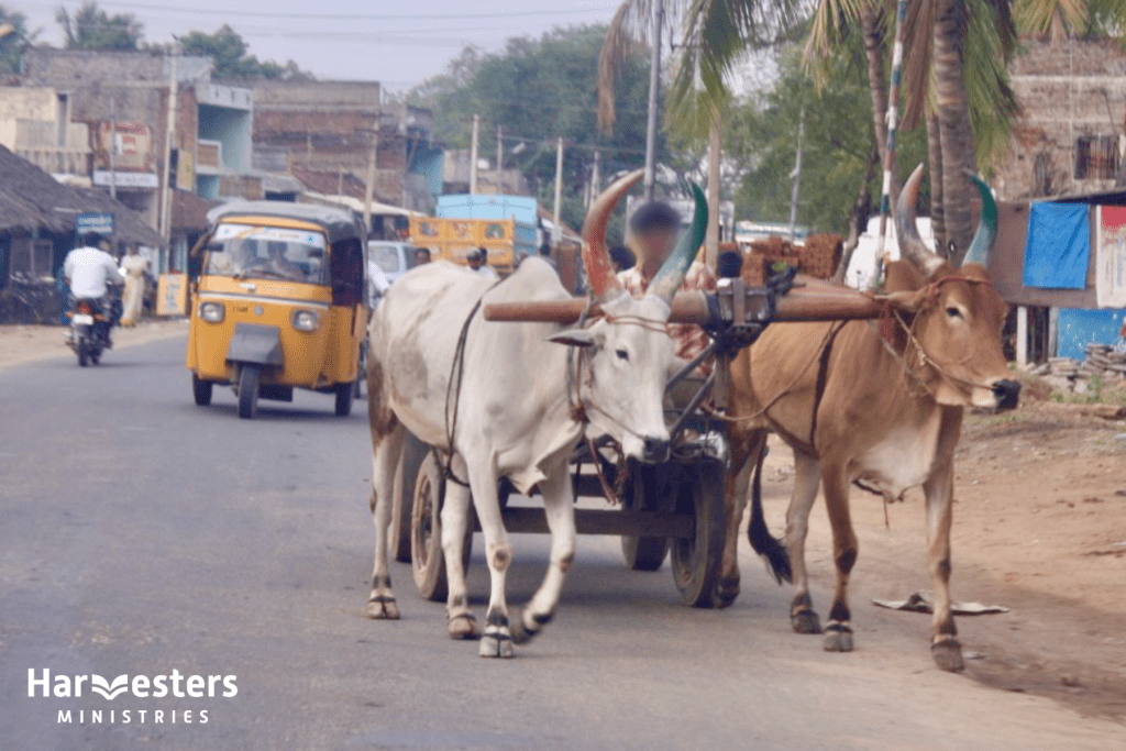 Ox cart. Harvesters Ministries