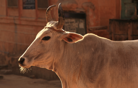 Cow (3) Cow (3)