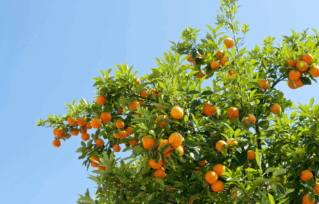 Fruit tree. Stock Fruit tree. Stock